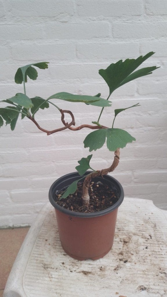Ginkgo biloba Bonsai, In pot, Halfschaduw, Minder dan 100 cm, Zomer