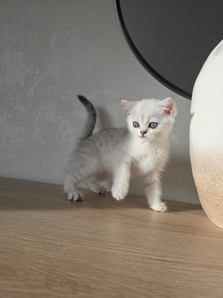 Kittens britse korthaar, Dieren en Toebehoren, Meerdere dieren, Met stamboom, 0 tot 2 jaar