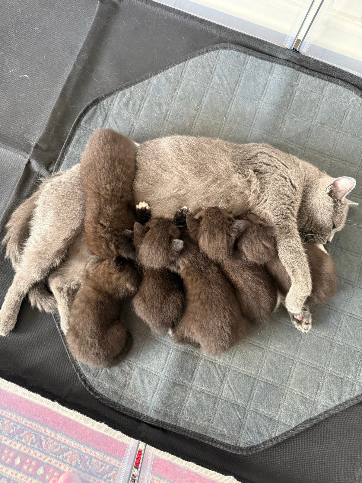 Kittens half bkh, Meerdere dieren, Kortharig, 0 tot 2 jaar