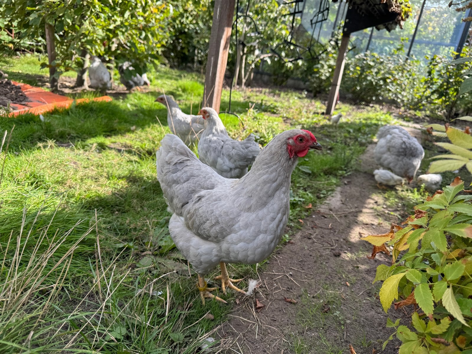 Parelgrijze wyandotte krielen, Dieren en Toebehoren, Meerdere dieren, Kip