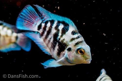 7x pappagaaicichlide,s 16cm gaan samen weg, Dieren en Toebehoren, Vissen | Aquariumvissen, Vis, Zoetwatervis