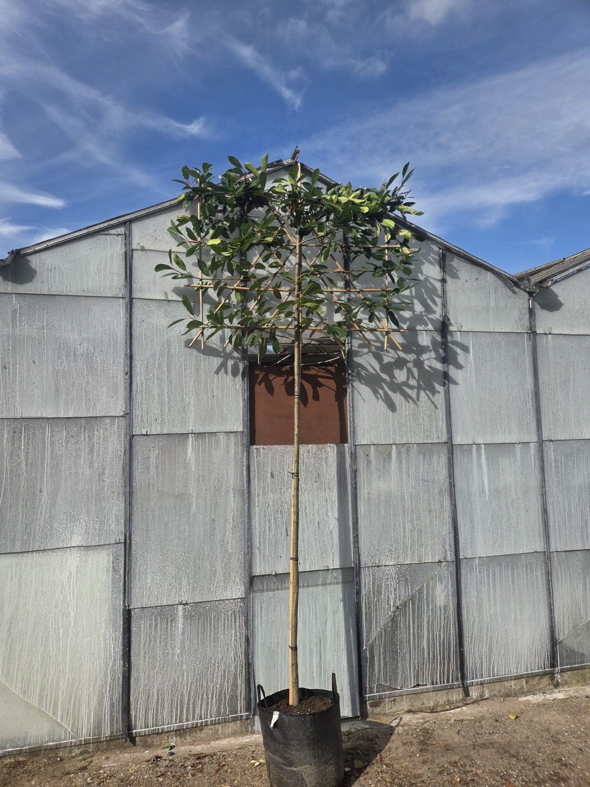 Photinia Fraseri Leiboom - Glansmispel, Tuin en Terras, Leiboom, Ophalen of Verzenden, Lente, 250 tot 400 cm