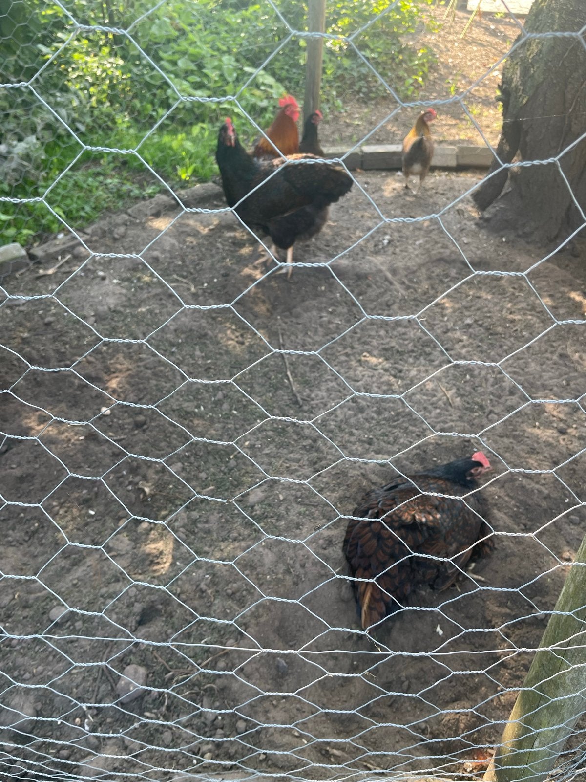Barnevelder leghennen groot, Dieren en Toebehoren, Pluimvee, Vrouwelijk, Kip