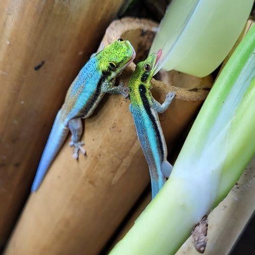 Gezocht; koppel Phelsuma Klemmeri., Hagedis, 0 tot 2 jaar