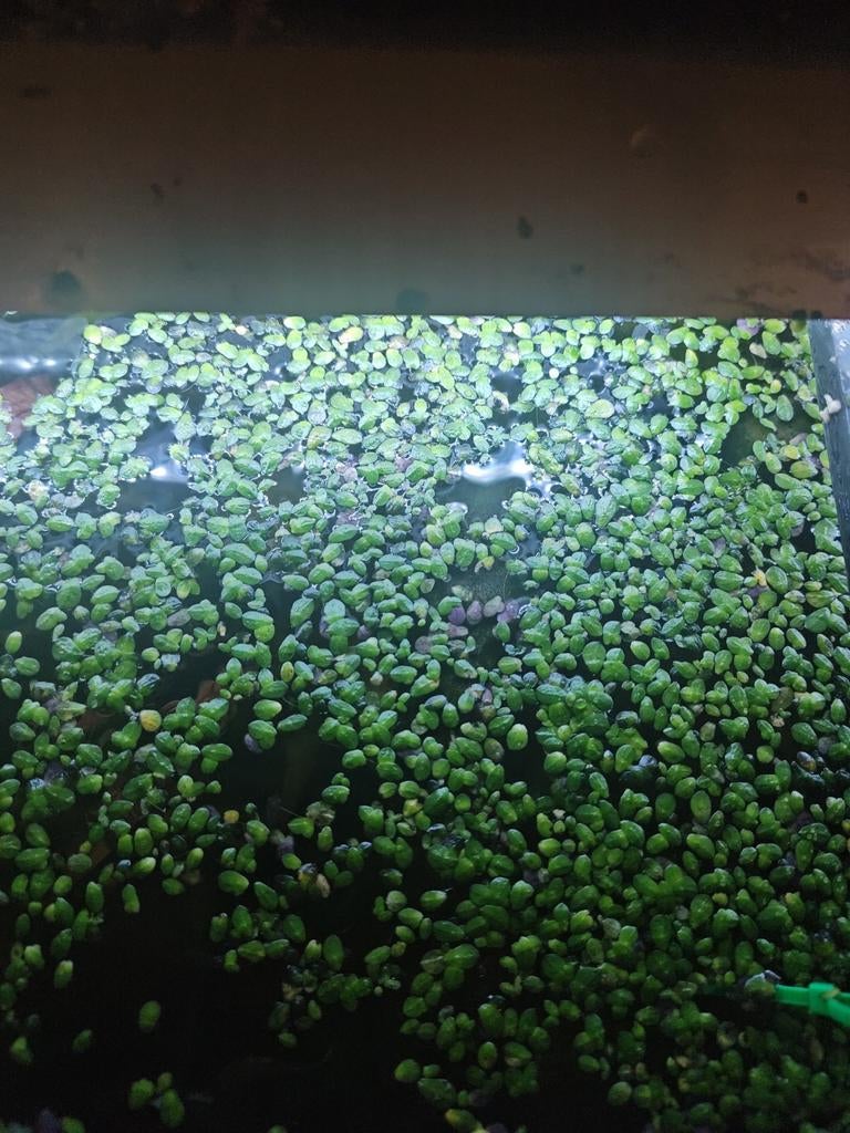 Aquarium op water planten, Ophalen of Verzenden, Gebruikt, Plant(en), Steen of Hout