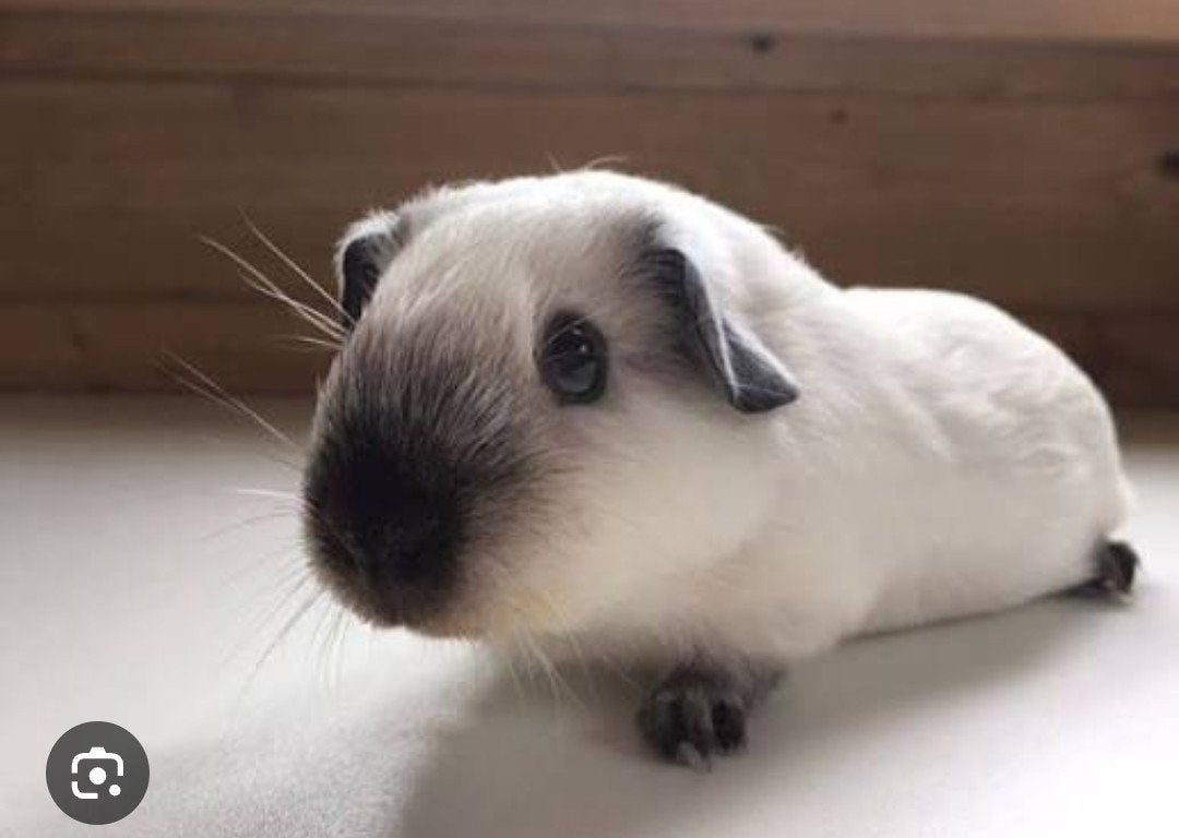 GEZOCHT!!, Dieren en Toebehoren, Ophalen