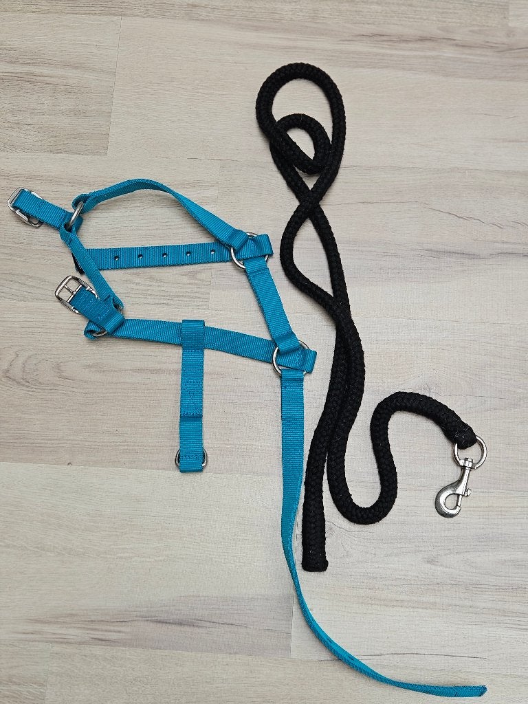 Turkoois halster voor pony met zwart halstertouw, Dieren en Toebehoren, Zo goed als nieuw, Blauw, Halster, Ophalen of Verzenden
