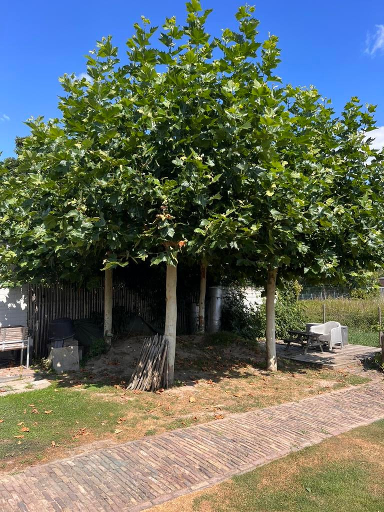 4 dakplatanen stamomtrek 46-60 cm zelf uitgraven vervoeren, Tuin en Terras, Planten | Bomen, Bloeit niet, 100 tot 250 cm, Dakboom
