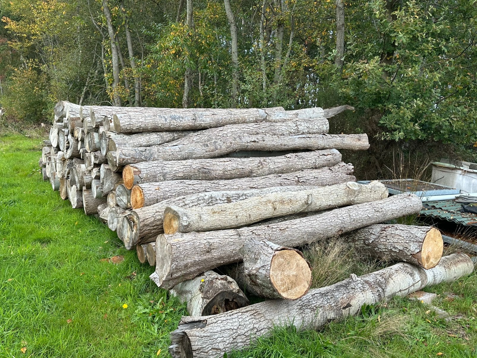 Stamhout, rondhout, haardhout, 6 m³ of meer, Ophalen, Overige houtsoorten, Stammen