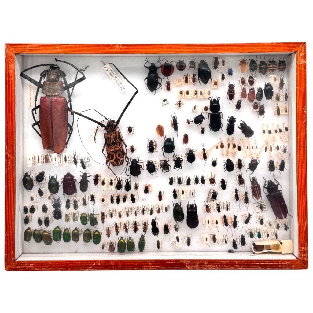 Wetenschappelijke collectie met kevers, Verzamelen, Ophalen of Verzenden, Nieuw, Insect, Overige typen