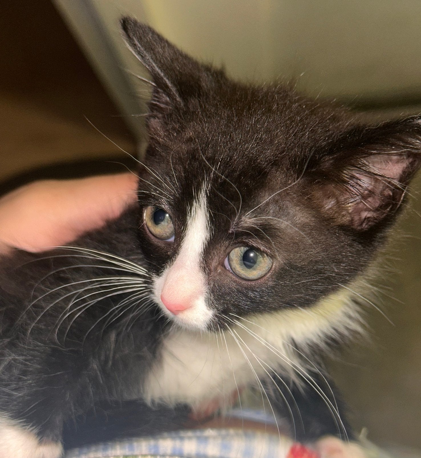 Kitten 8 weken oud, Dieren en Toebehoren, Poes