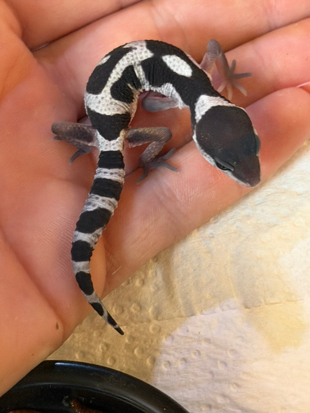 Luipaardgekko’s, Dieren en Toebehoren, Reptielen en Amfibieën, Hagedis, Tam, 0 tot 2 jaar