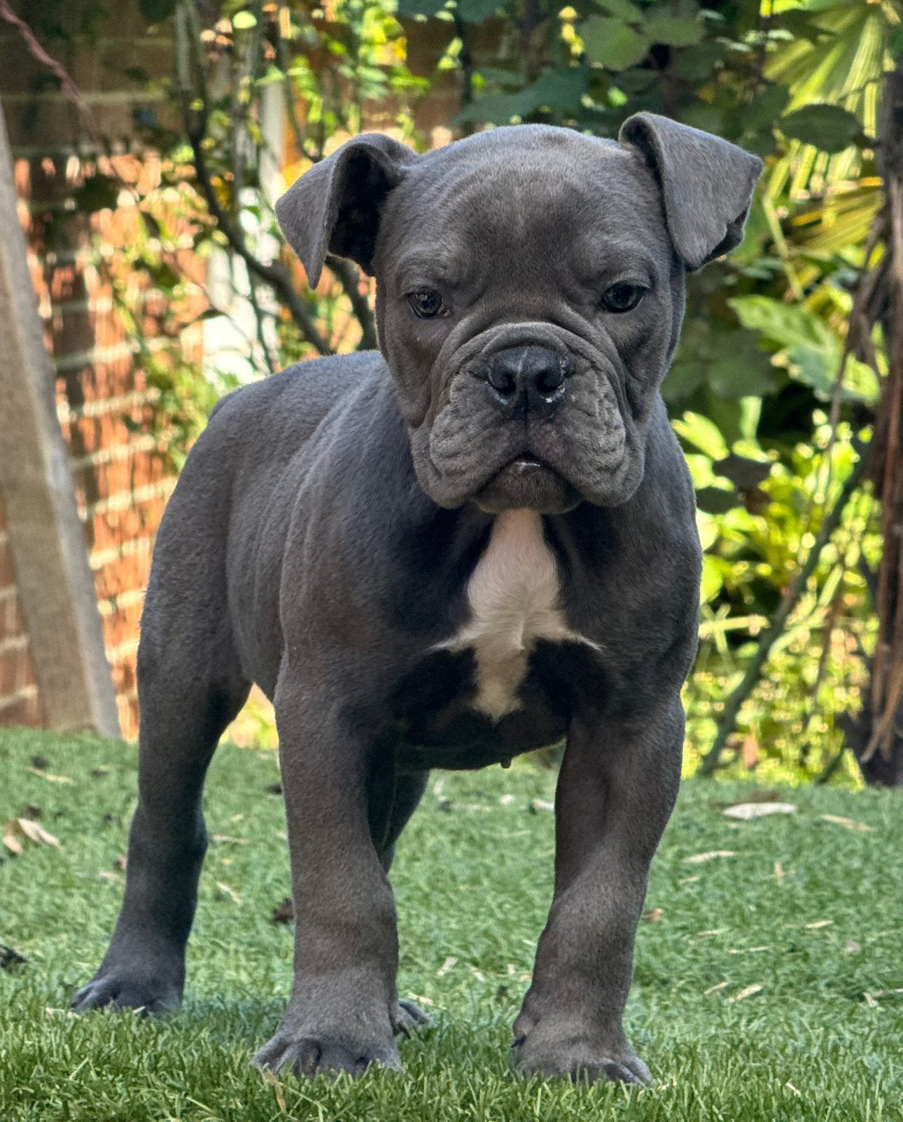 Bullforce Old English Bulldog teefje 1500€, Dieren en Toebehoren, Nederland, 8 tot 15 weken, Meerdere, Meerdere dieren