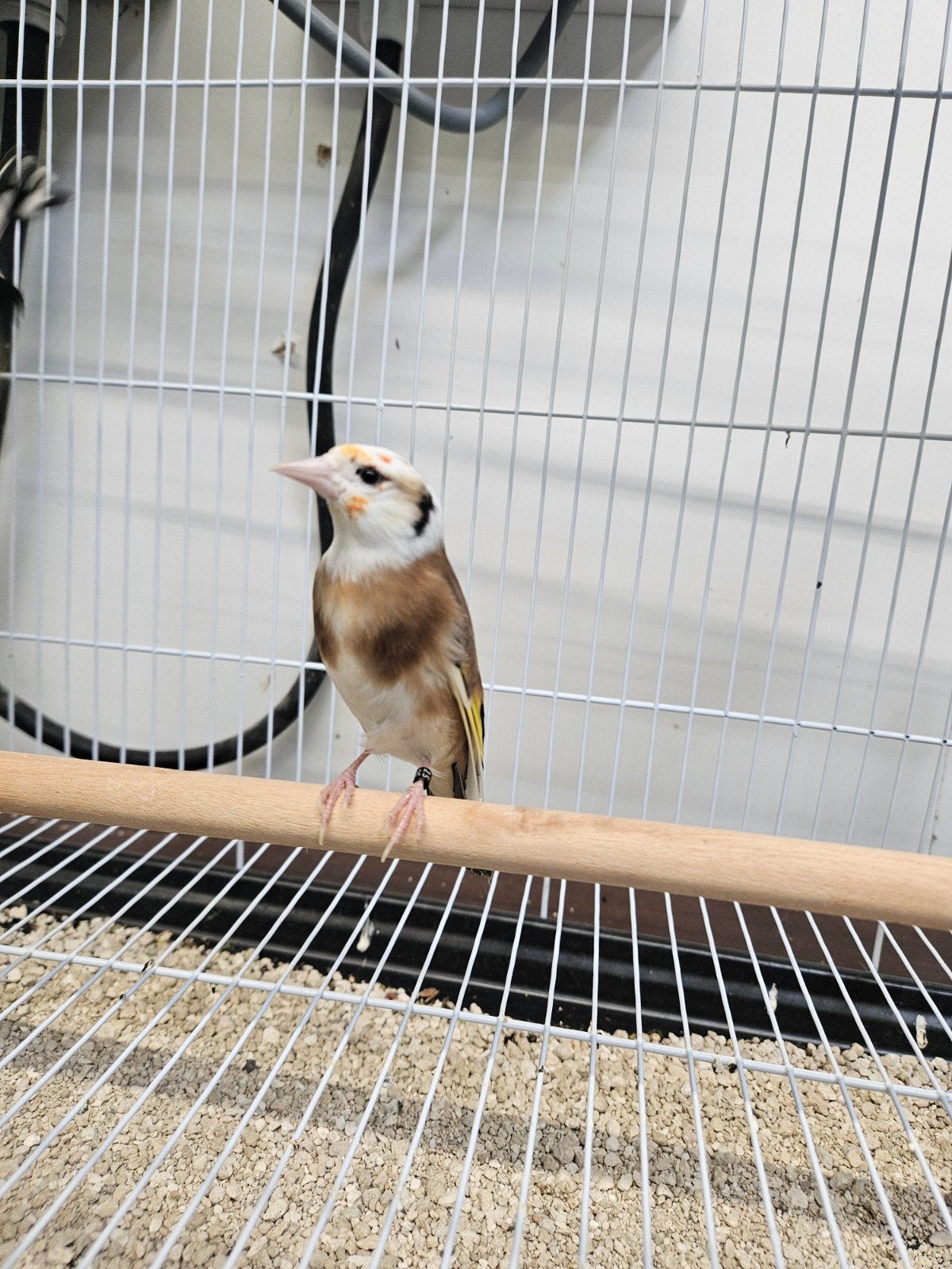 Te koop parva putters bond 2025, Meerdere dieren, Wildzangvogel
