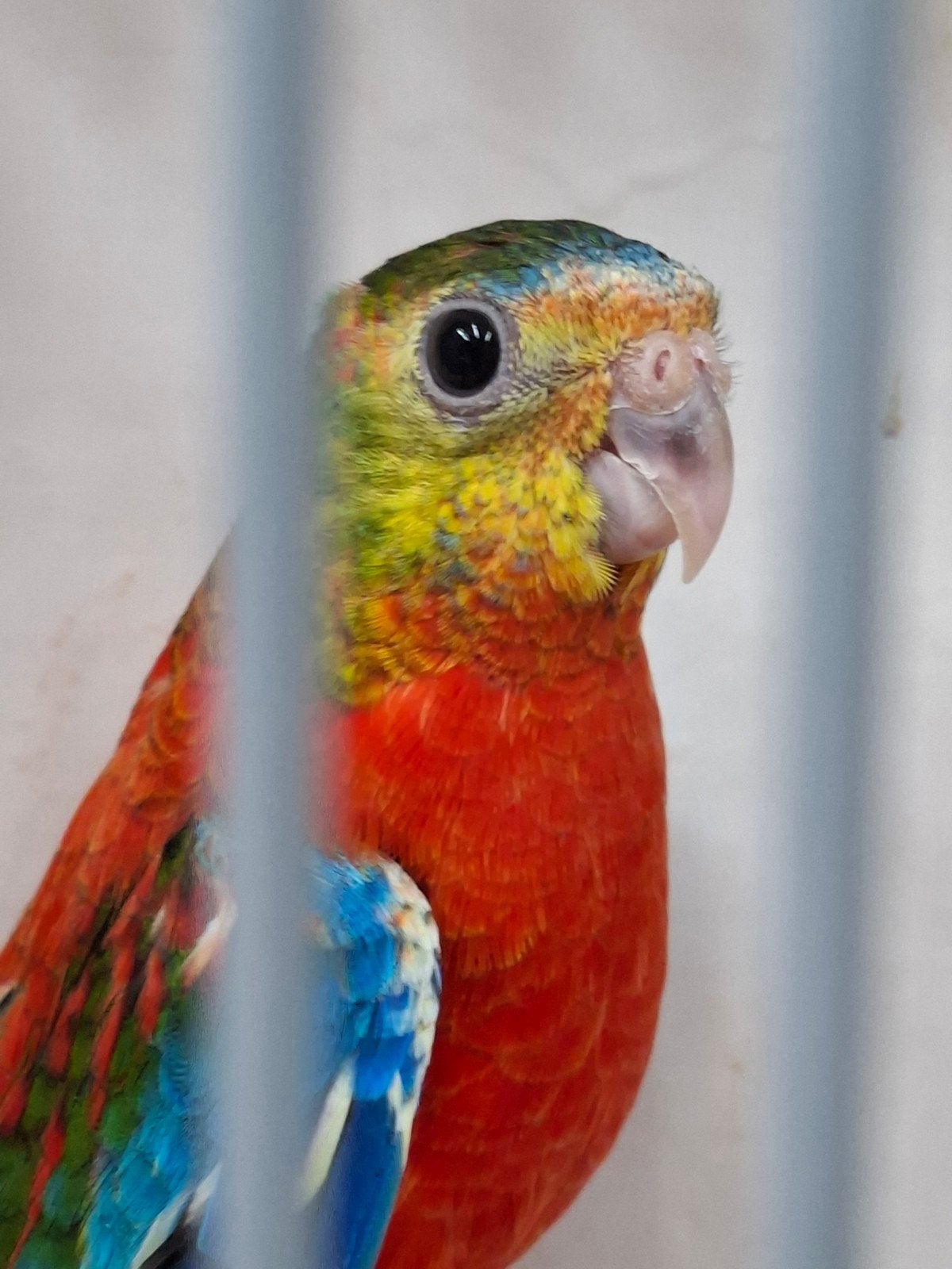 2 opaline turqusiene poppen, Meerdere dieren, Parkiet