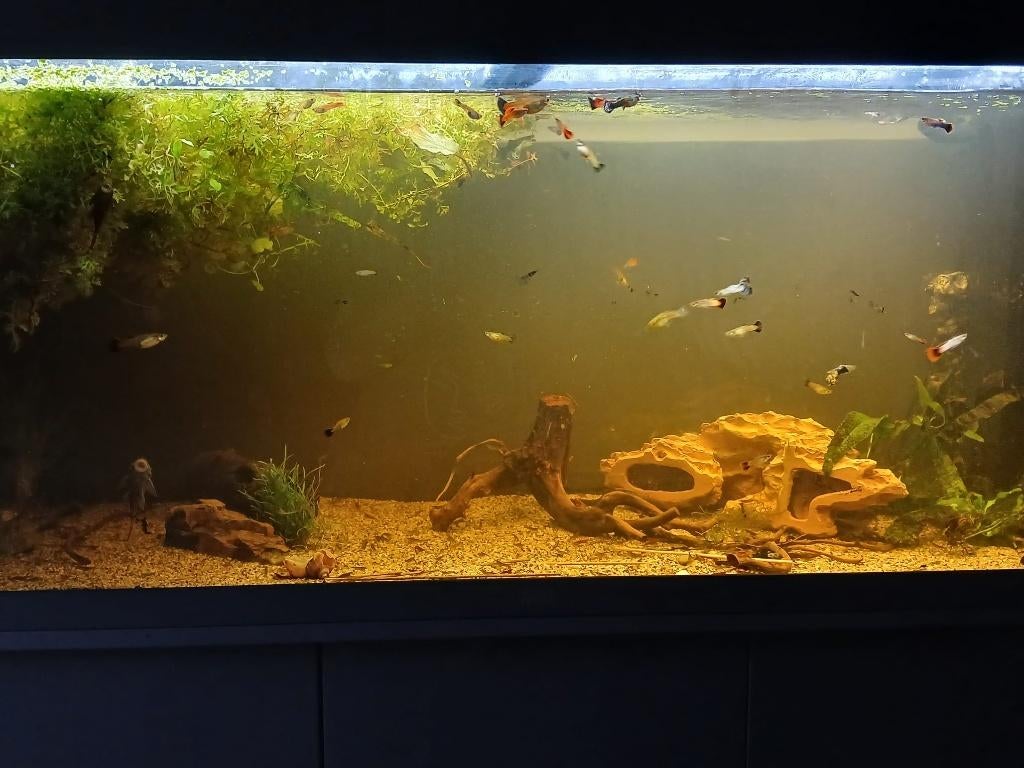 Aquarium, Ophalen, Gebruikt, Gevuld zoetwateraquarium