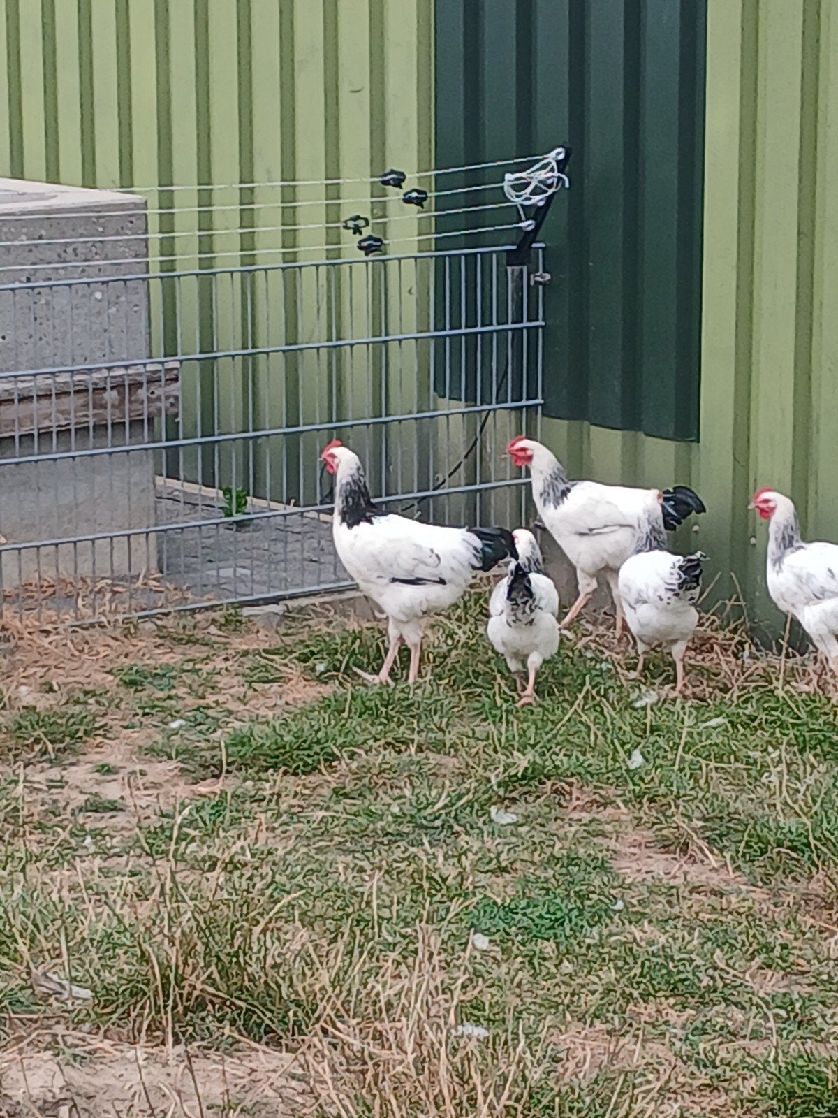 sussex hanen, Dieren en Toebehoren, Pluimvee