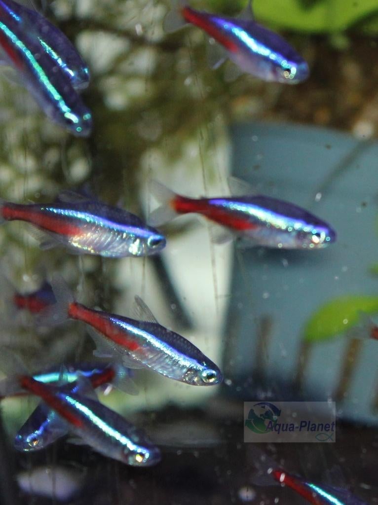 Neon Tetra, Vis, Zoetwatervis, Schoolvis