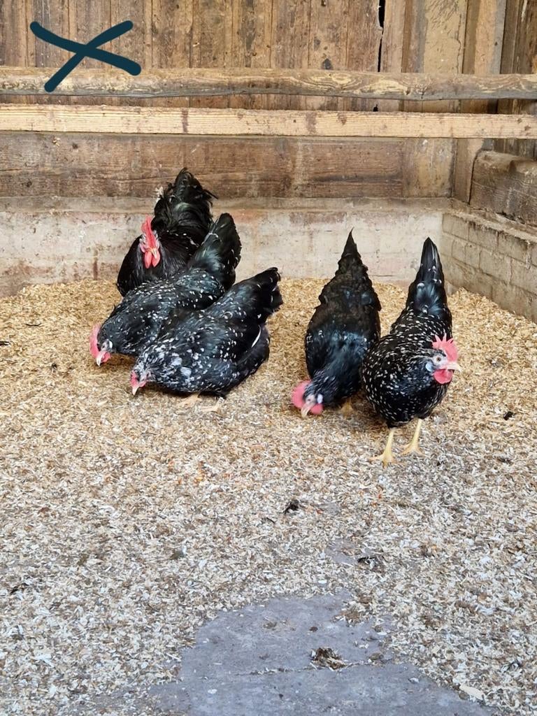 Te koop broedeieren Ancona- groot., Dieren en Toebehoren, Pluimvee, Geslacht onbekend, Kip