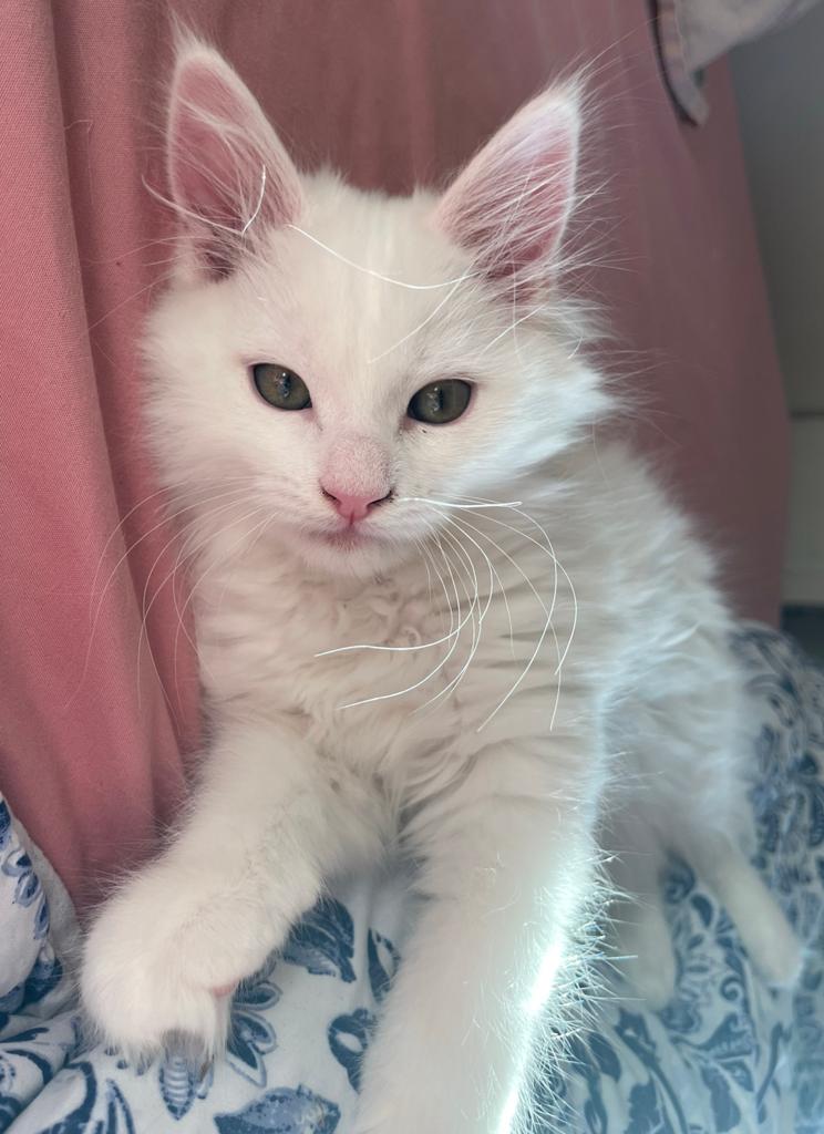 Britse korthaar/ main coon /kittens 14-02/valentijnsdag/ wit, Kater, Ontwormd, 0 tot 2 jaar