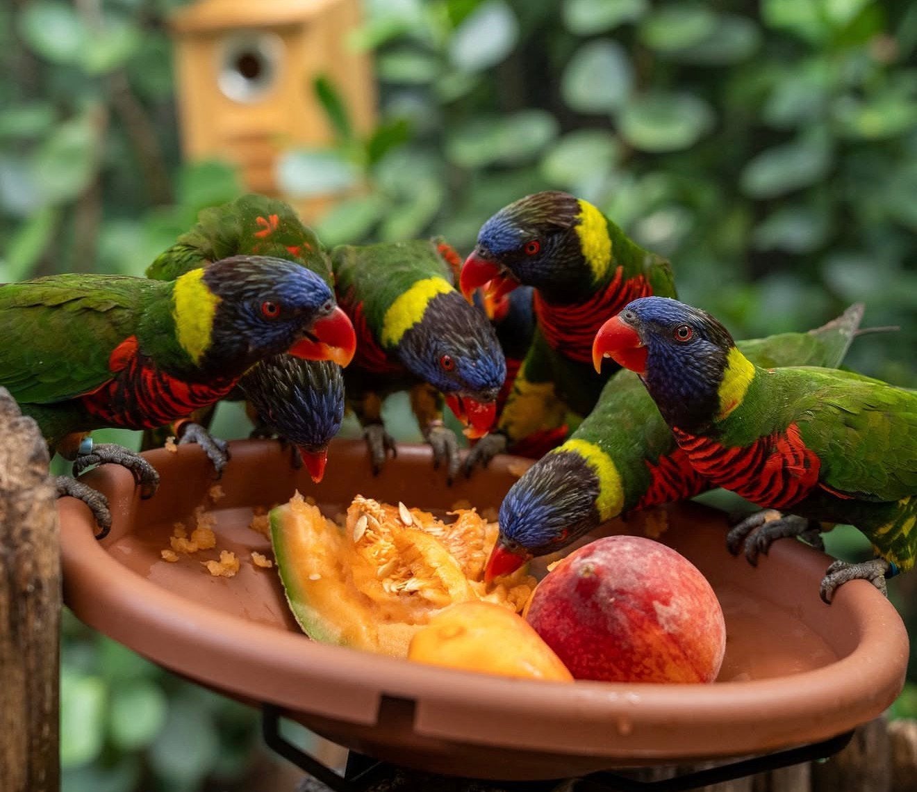 lories in diverse kleuren * familie garantie, Dieren en Toebehoren, Meerdere dieren, Papegaai