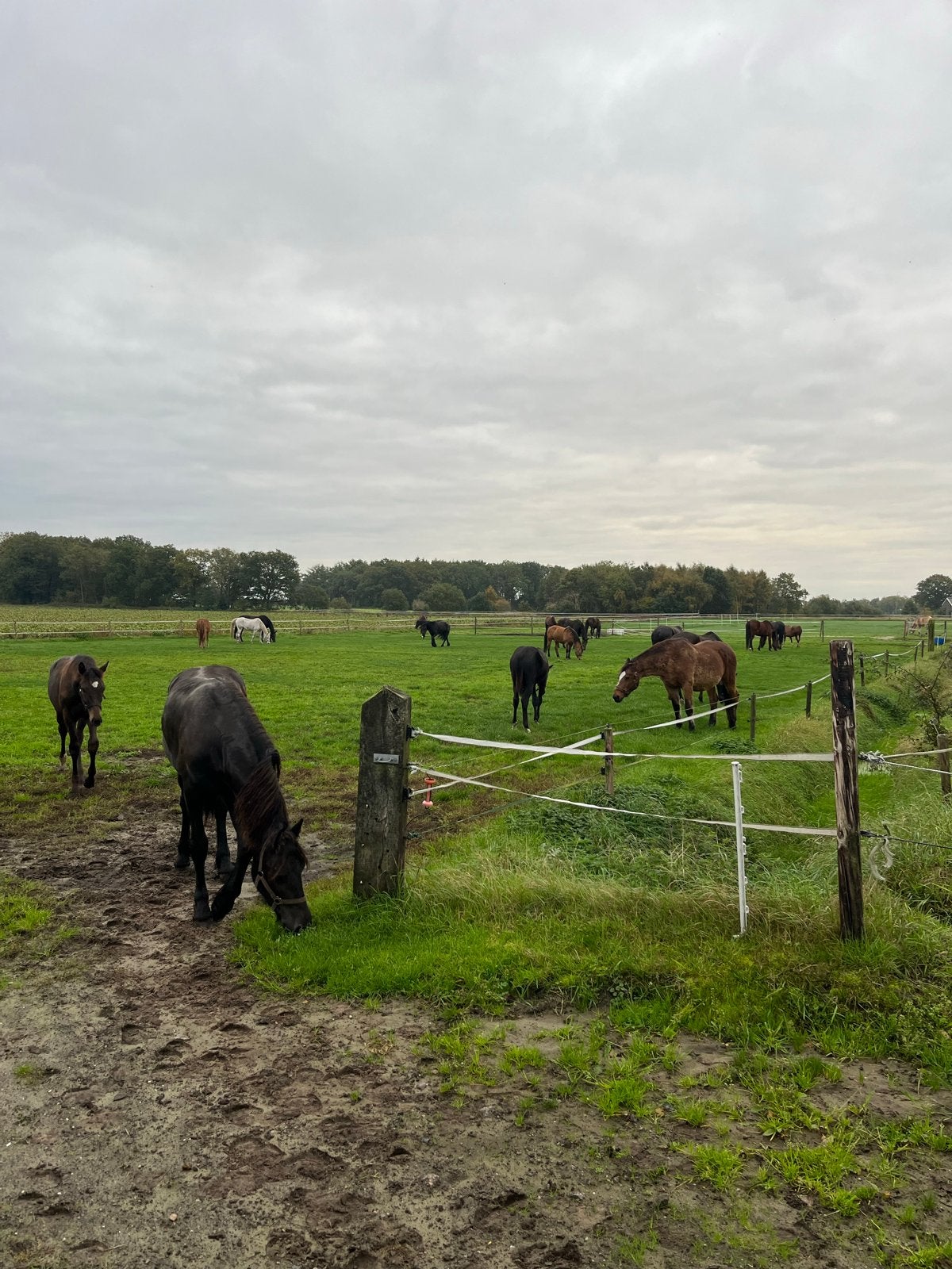 Paardenhouderij VSQ, Dieren en Toebehoren, Stalling en Weidegang