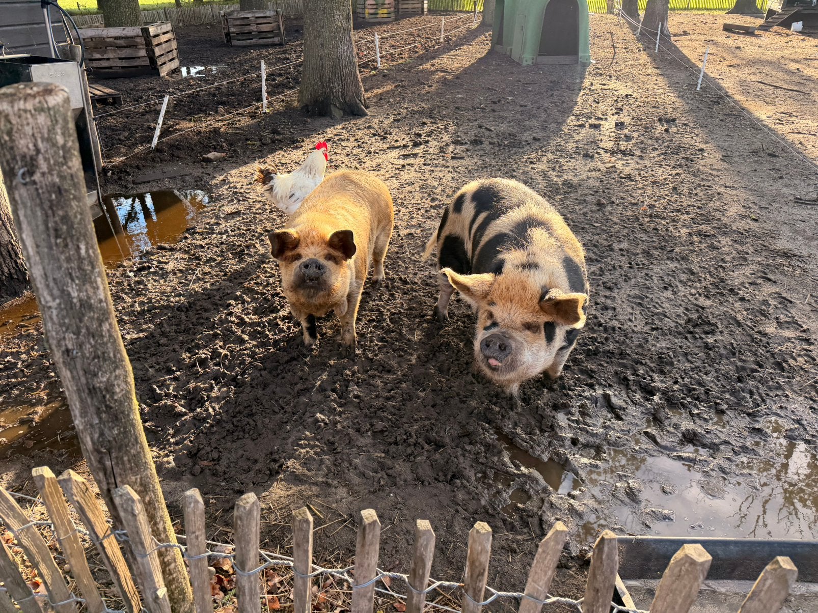 Kune kune varkens, Meerdere dieren, 3 tot 5 jaar