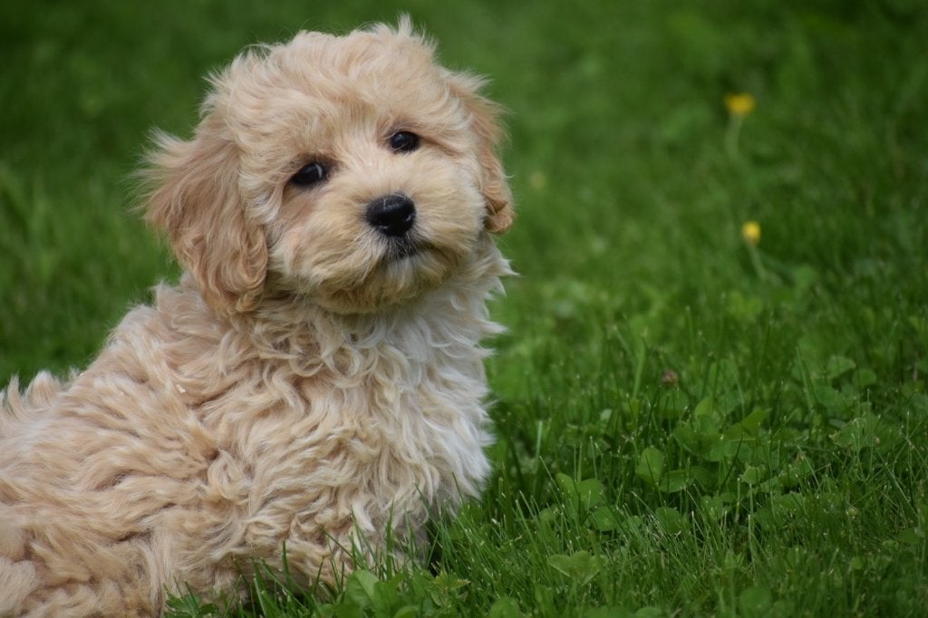 Maltipoo pups, Dieren en Toebehoren, België, 15 weken tot 1 jaar, Overige rassen, Meerdere