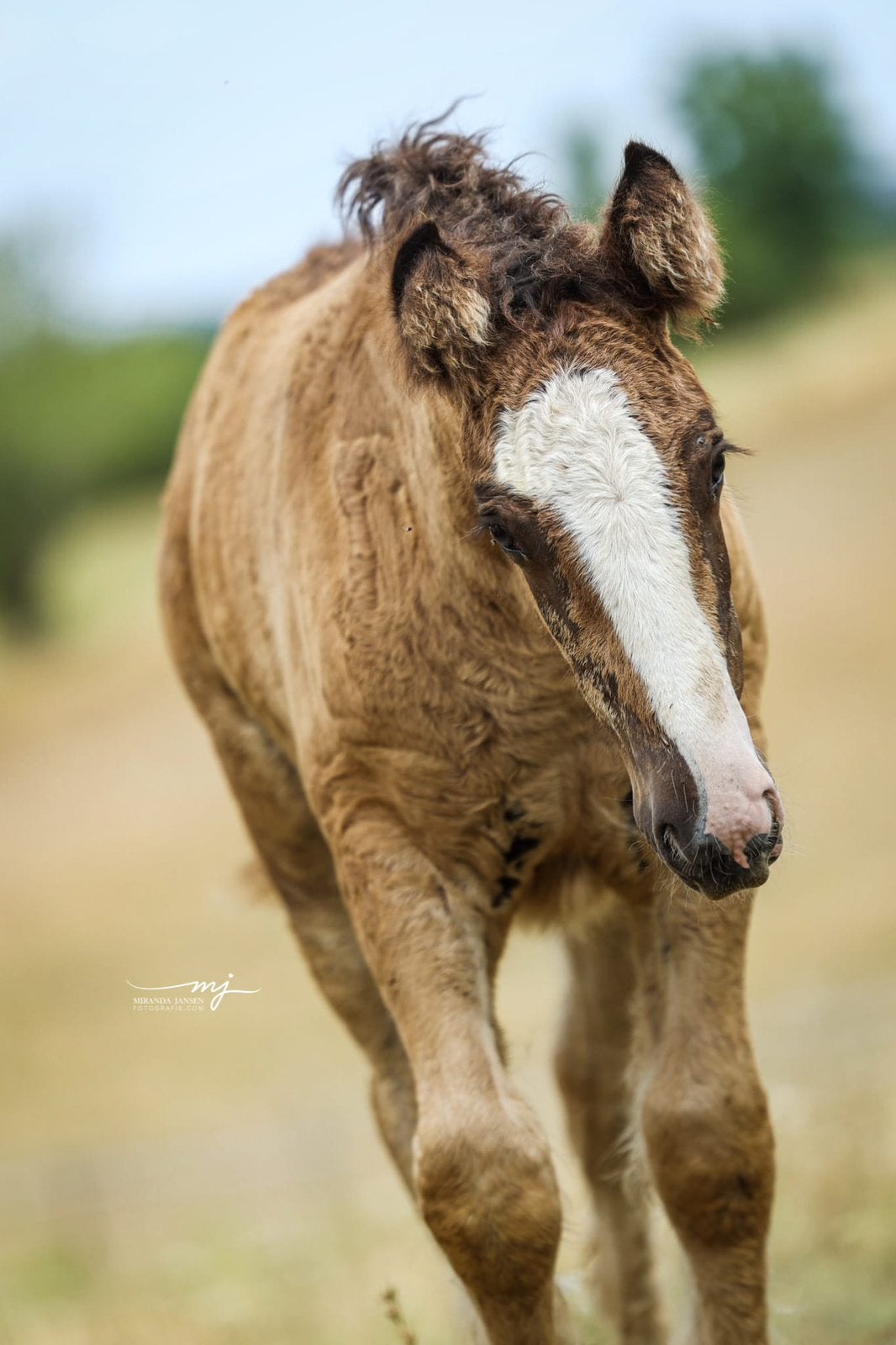 PRACHTIG GROOT (1.60+) TINKER/GYPSY COB MERRIEVEULEN, Dieren en Toebehoren, Merrie, Met stamboom, 0 tot 2 jaar