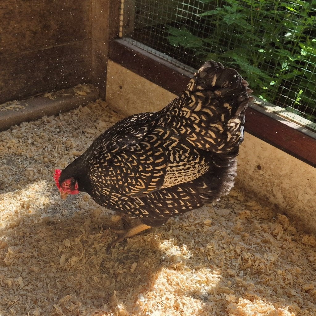 Mooie jonge Barnevelder kriel hen, legt prima, Dieren en Toebehoren, Pluimvee, Vrouwelijk, Kip