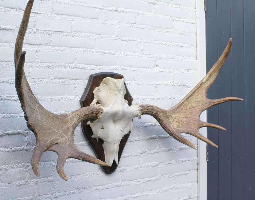 Groot Scandinavisch ELAND GEWEI op houten schild (ref. F)