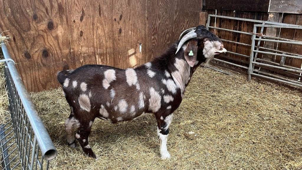 boerbok met maanvlekken, Dieren en Toebehoren, Mannelijk, Geit, 0 tot 2 jaar