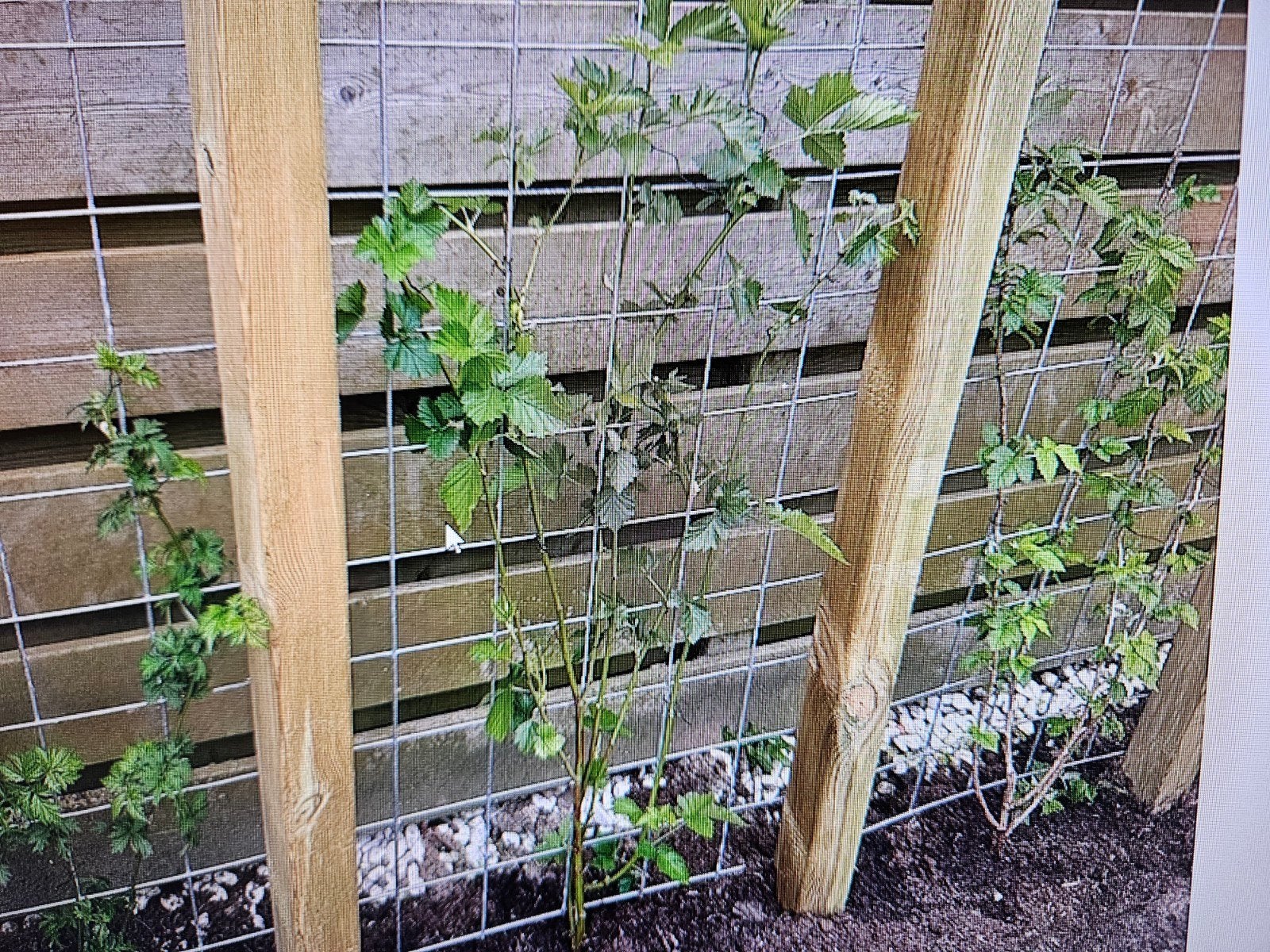 Gaaspaneel, gaasrek TUIN 3x180x180cm + gratis 2 stukken, Ophalen, Gebruikt, Minder dan 10 meter, Raster