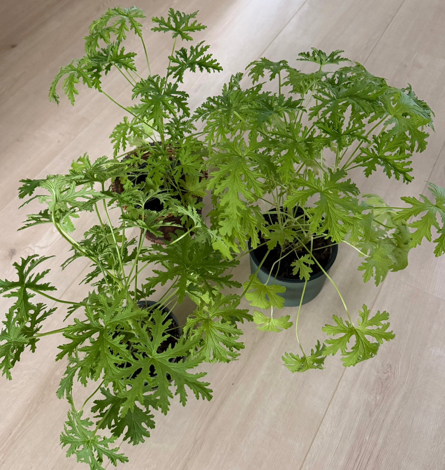4x Citroen geraniums plant, Huis en Inrichting, Ophalen, Halfschaduw, Minder dan 100 cm