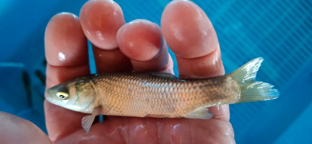 Graskarper Draadalgeneter, Dieren en Toebehoren, Karper of Koi