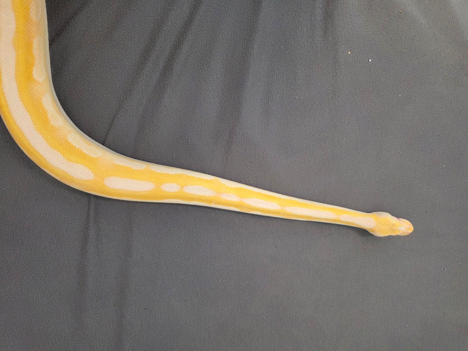 ballpython, koningspython, cinnamon lesser calico albino Ball Python photo 4