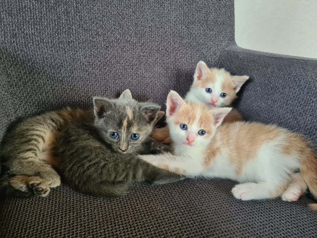 Kittens 8 wkn oud, Dieren en Toebehoren, Katten en Kittens | Overige Katten, Kortharig, Meerdere dieren, 0 tot 2 jaar