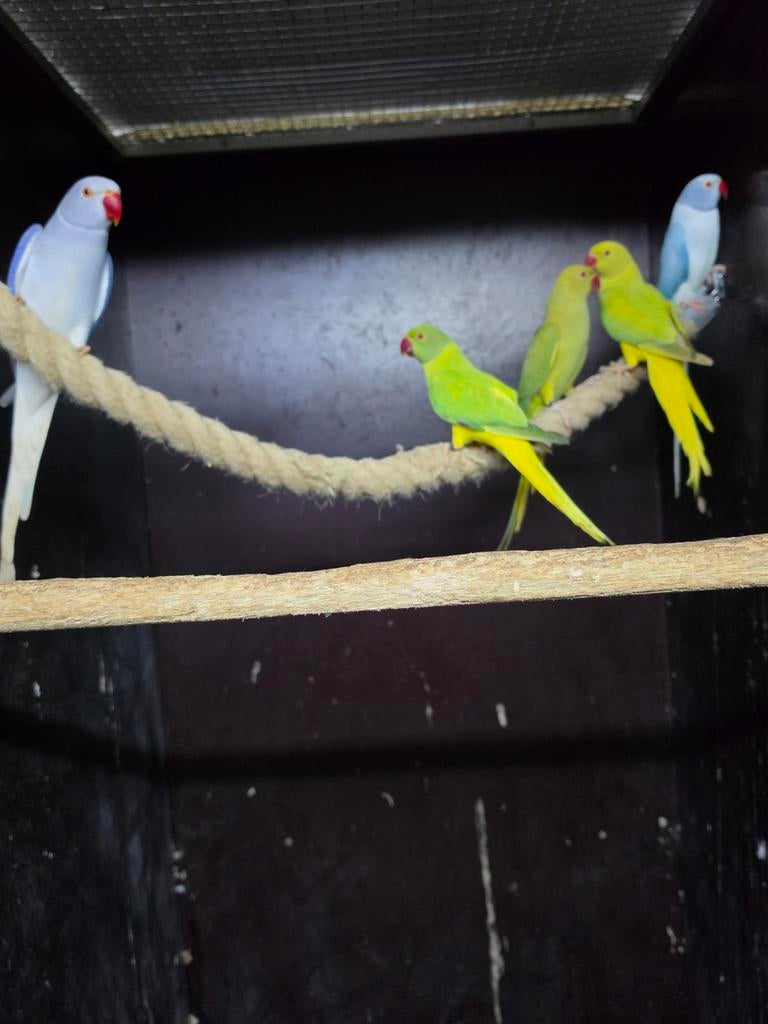 Diverse halsband parkieten opaline bleekstaarten, Meerdere dieren, Parkiet, Geringd