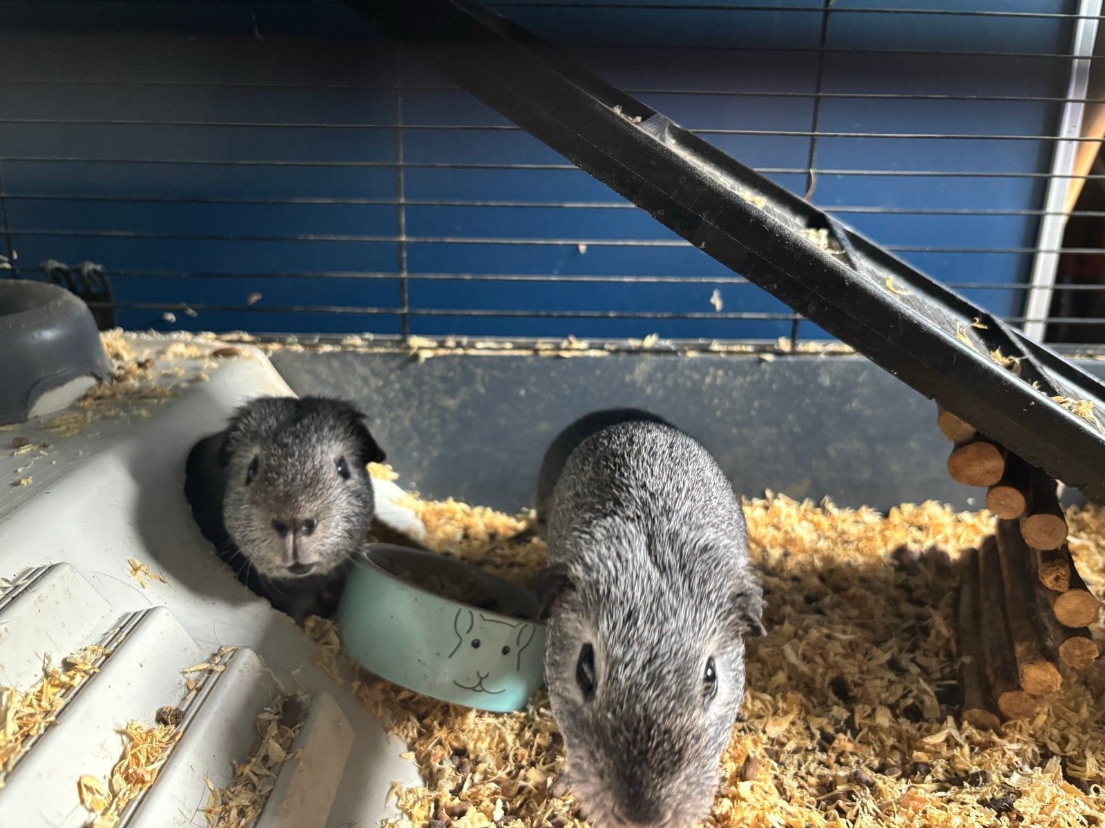 Cavia’s te koop, evt inclusief hok, Dieren en Toebehoren, Cavia, Mannelijk, Januari, Tam