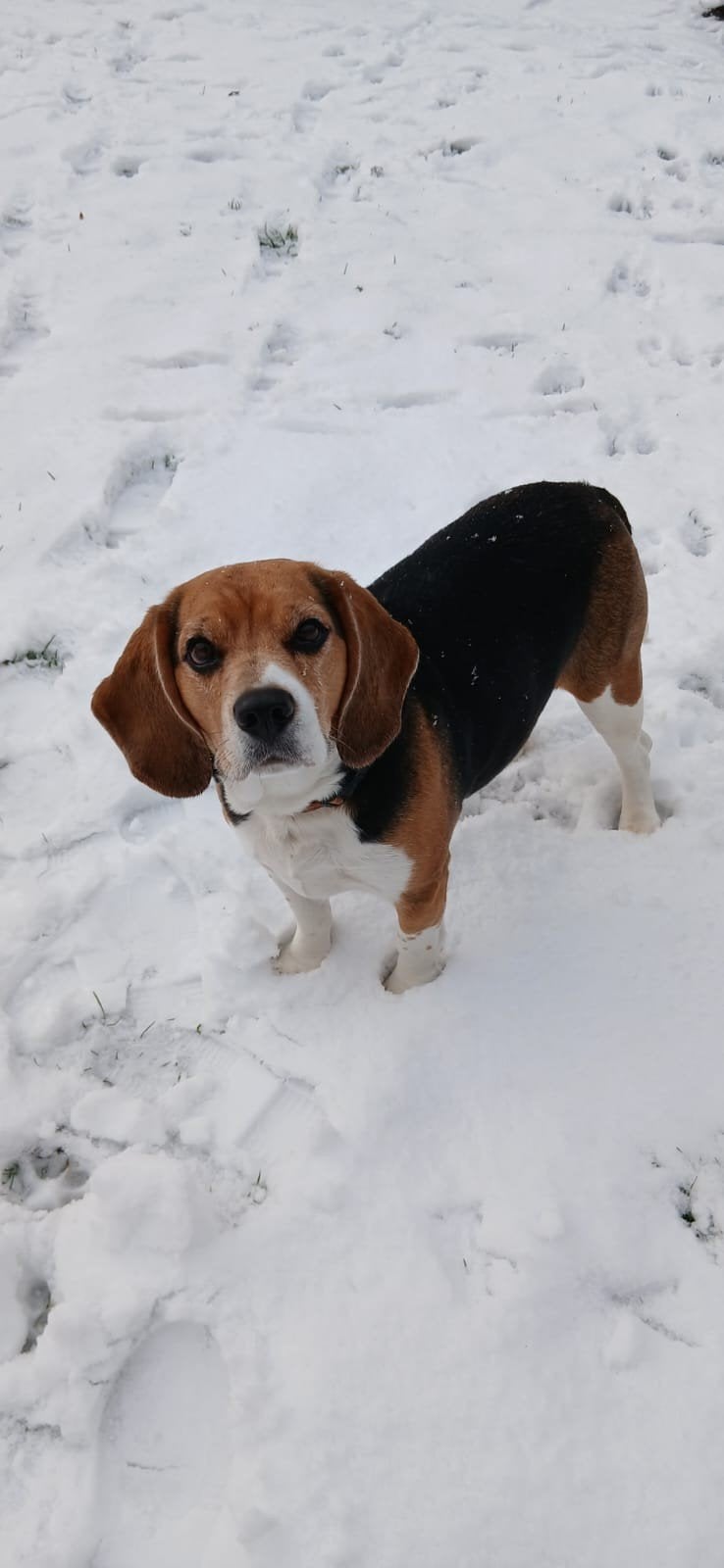 Beagle 3 kleurig, Dieren en Toebehoren, Beagle, Teef, Eén hond, 3 tot 5 jaar