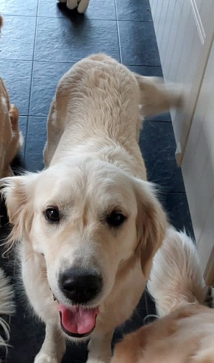 Golden retriever puppy zoekt baasje., Dieren en Toebehoren, Golden retriever, 8 tot 15 weken, Teef, Parvo