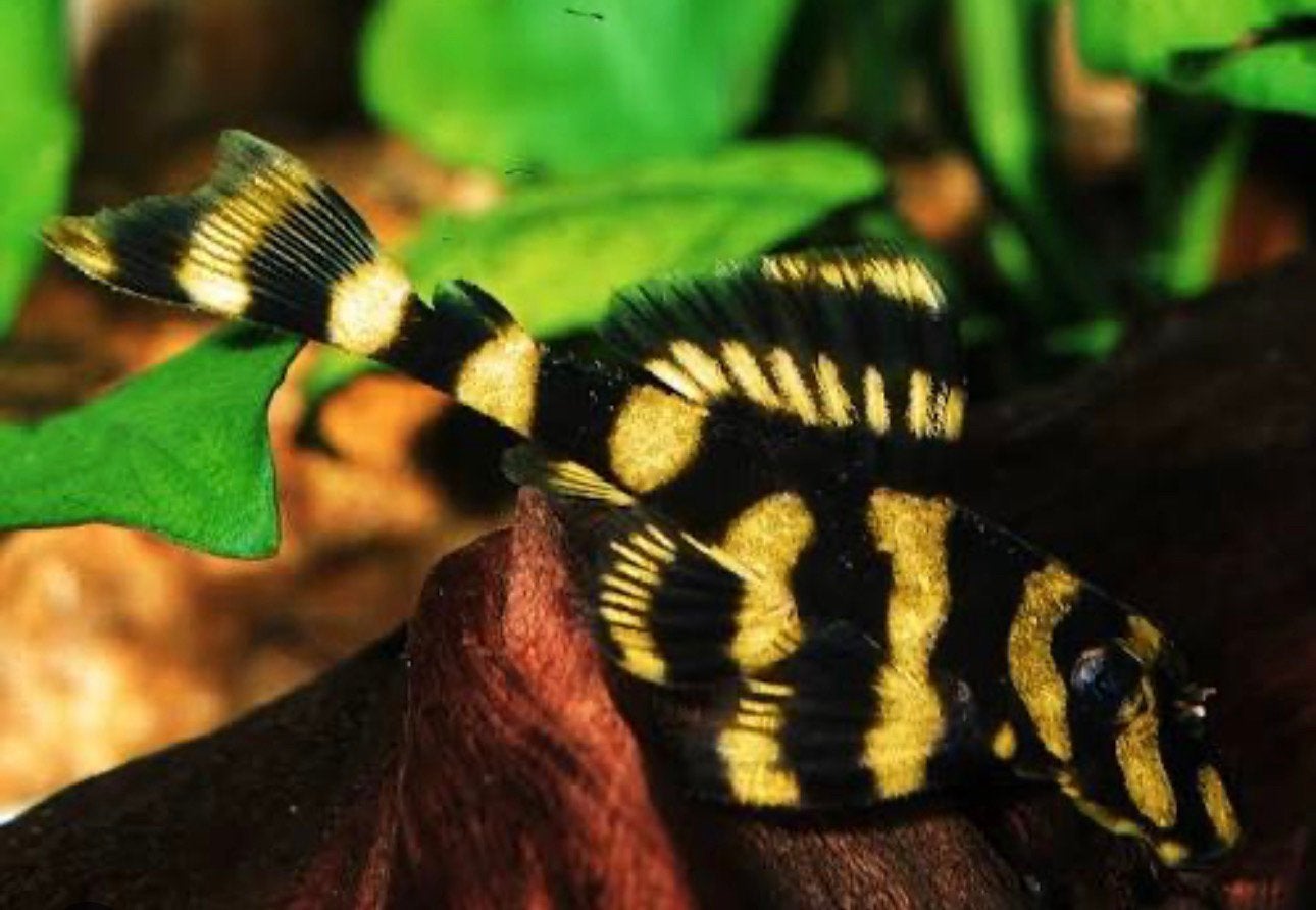 L168 pleco, Dieren en Toebehoren, Amfibie, 0 tot 2 jaar