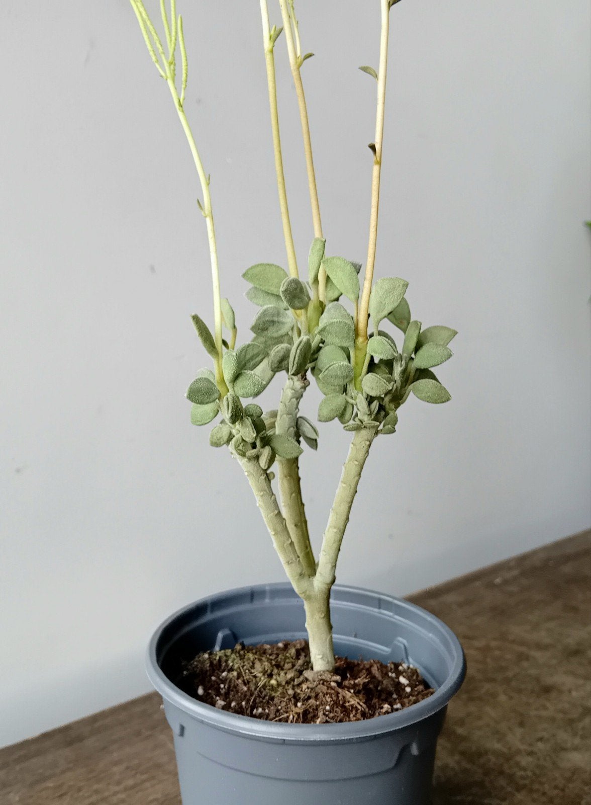 Vetplantje 15cm in bloei, Huis en Inrichting, Kamerplanten, Ophalen, Vetplant, In pot, Minder dan 100 cm