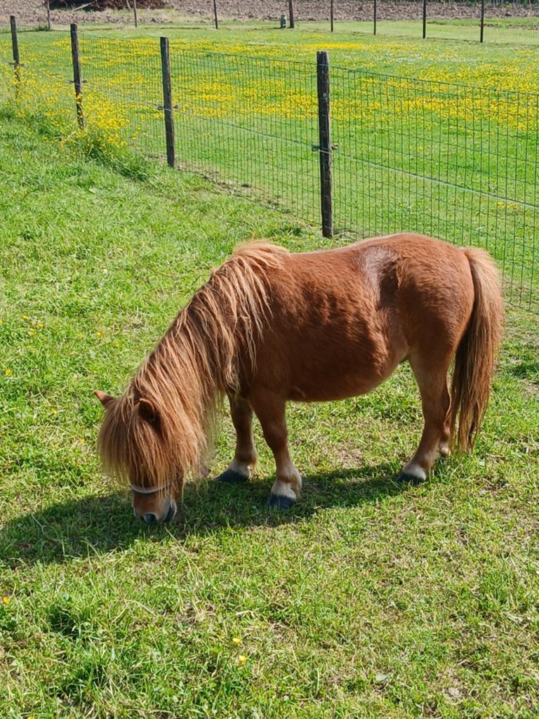 Te koop 2 mooie mini merries, Dieren en Toebehoren, Merrie, A pony (tot 1.17m), Gechipt