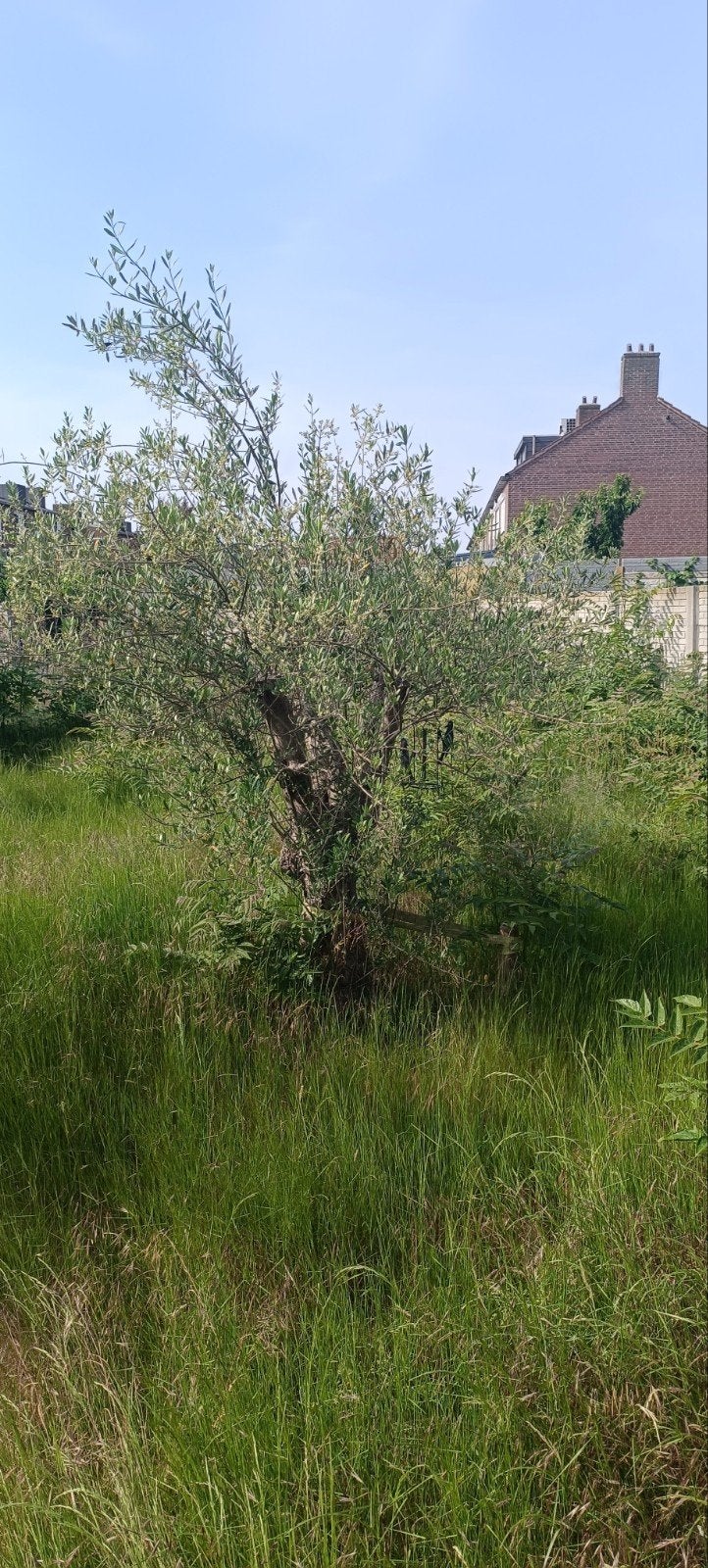 2 prachtige olijfbomen voor uw tuin of terras, Tuin en Terras, Lente, 100 tot 250 cm, Olijfboom, Ophalen
