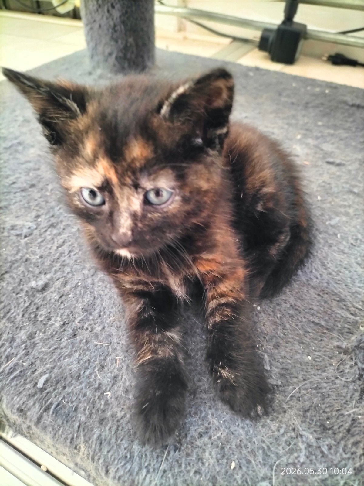 Mooie poezen kitten, Poes, Kortharig, 0 tot 2 jaar