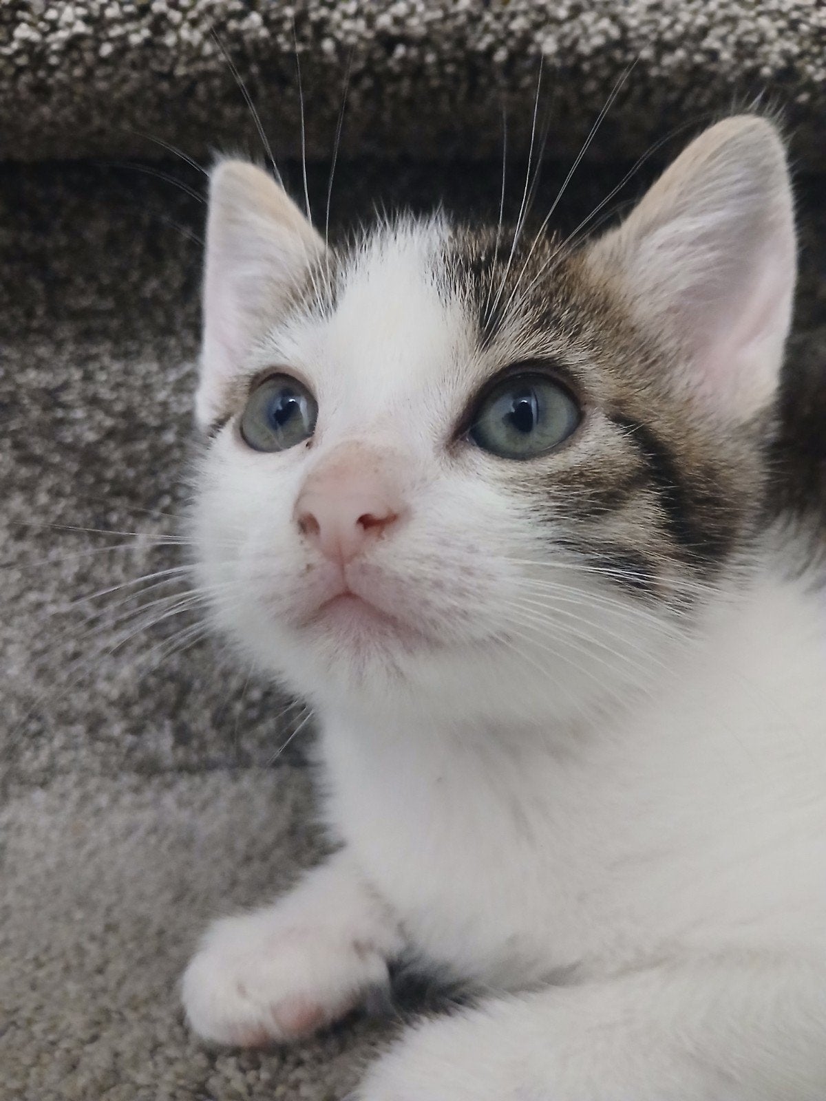 Lieve kittens.  Direct op  te halen.  8 weken, Poes, Ontwormd, 0 tot 2 jaar