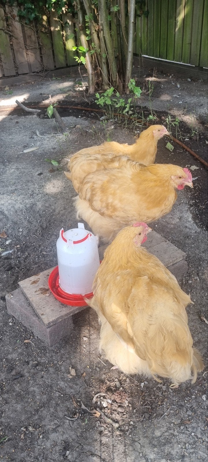 Orpington buff groot hanen, Dieren en Toebehoren, Mannelijk, Kip