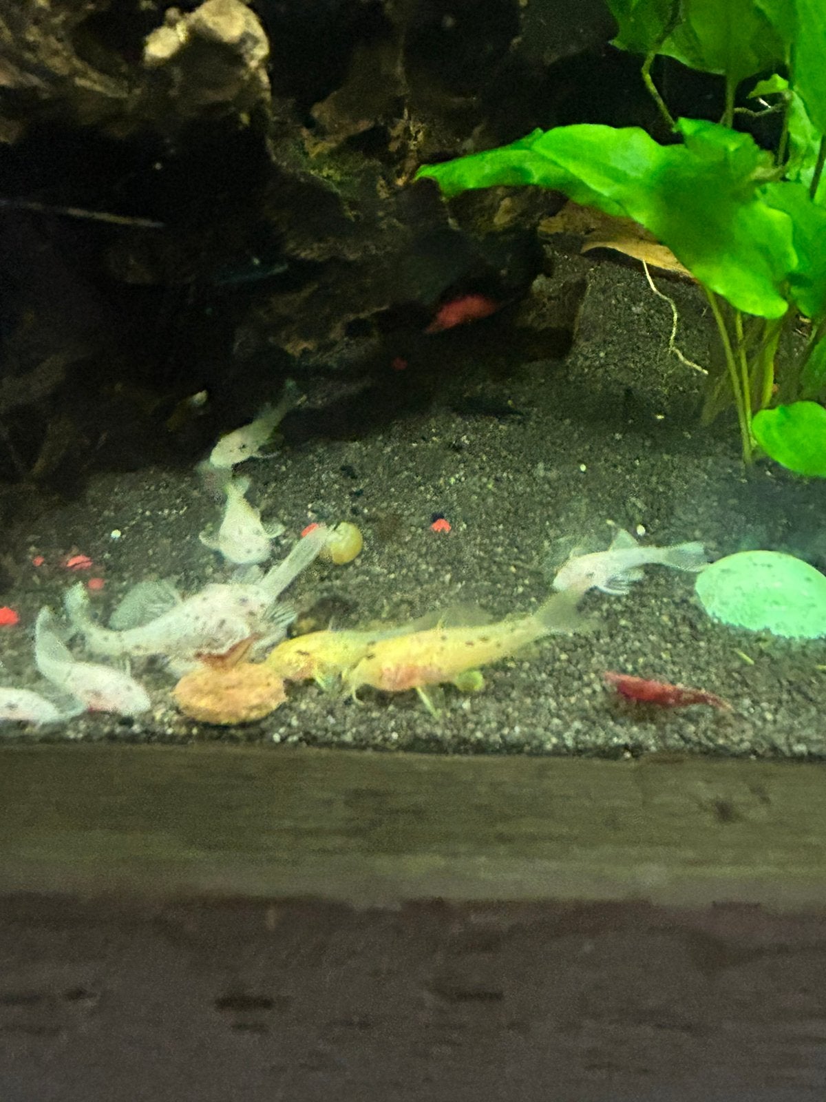 Corydoras albino babys laatste stuks, Dieren en Toebehoren, Vissen | Aquariumvissen, Vis