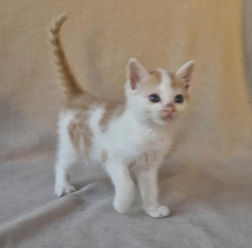 Super tamme kittens, Dieren en Toebehoren, Meerdere dieren